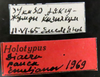 Other on Diacra pauca Emeljanov, 1969: holotype. (Observation).