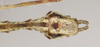Eurybistus fallax Bragg, 2001: copyright Natural History Museum, London. male: end of abdomen, ventral view (paratype). (Otu).