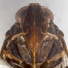 Head: (Observation).