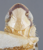 Head: !! display not done !! on Dicyphonia minuta Beamer, 1936: Head/Face. Paratype. (Observation).