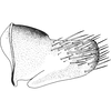 Pygofer, lateral view on Arocephalus (Arocephalus) longiceps (Kirschbaum, 1868): Pygofer, lateral view. (Observation).