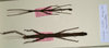 CollectionObject 1563713; 2228e683-1d53-462c-91f0-e679bbea99aa: copyright NMW, Vienna. male and female (paratypes). (CollectionObject).;CollectionObject 1563714; d4a4880b-40f5-485d-9f69-99abb7311aef: copyright NMW, Vienna. male and female (paratypes). (CollectionObject).
