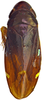 Habitus, dorsal view on Buloria zeylanica Viraktamath & Webb, 2019: Habitus, male, dorsal view. (Observation).