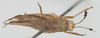CollectionObject 1580296; 1bae3d97-7c32-4eff-acbb-3076b85ce424: female, dorsal view (paratype of Phaestus sumatrensis). (CollectionObject).