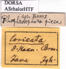 CollectionObject 1538273; dbad6e67-402f-4beb-954d-6aec423afad1: labels (holotype). (CollectionObject).