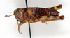 CollectionObject 1528784; c05adbe6-db06-4e9f-892e-36089512ac6e: female, lateral view (holotype). (CollectionObject).