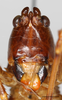 CollectionObject 1585132; 301fafda-b6b9-4a6a-a11b-bdef98767d29: female, face (scale bar: 2 mm). (CollectionObject).