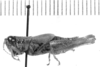 CollectionObject 1525525; 75ccaa5f-60f0-4910-8413-946f66e156a1: female, lateral view (paralectotype). (CollectionObject).