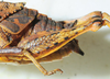 CollectionObject 1498672; bf9a28ec-7ec6-43ea-9aa0-7195f4c97b5c: female hind femur and abdomen, lateral view. (CollectionObject).