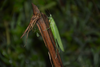 Female photographed in Vasant Bandara Grassland, Bhagwan Mahavir Wildlife Sanctuary, Post Monsoon 2019. Depicts CollectionObject 1596508; 4e1f07f8-bcc2-4c55-9d73-92b6af5f9077, a CollectionObject.