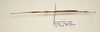 CollectionObject 1591063; 9ddd7db2-911f-4c7c-ab03-3f55866db1f8: copyright MBBJ Bogor. male, lateral view (paratype). (CollectionObject).