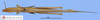 CollectionObject 1565521; e336fb92-ac6a-47e8-b76b-ed010845a70b, MLP3785': male, dorsal view (paratype). (CollectionObject).