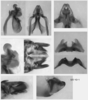 Melanoplus digitifer Hebard, 1936: male genitalia. (Otu).