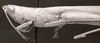 CollectionObject 1524407; 06627086-6473-4683-890e-6c95d25b2eeb: male, head and pronotum, lateral view (holotype of Belosacris aurantipes). (CollectionObject).
