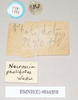 CollectionObject 1562088; NHMUK(SF IMPORT DUPLICATE) 844858, d6f3747a-eaec-4adb-b88f-f88fe7660782: copyright Natural History Museum, London. male, data labels (syntype). (CollectionObject).