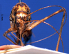 CollectionObject 1520562; 6db271fe-2d84-45e5-a71d-5c945753dc64, NHMUK012496527: female, frontal view (holotype). (CollectionObject).