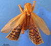 CollectionObject 1577118; 16bff2ef-d7da-44f9-b48b-0a23eb2e14a9: male, dorsal view (syntype). (CollectionObject).