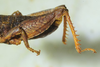 CollectionObject 1498692; 66c7d17b-c0e7-4003-bd27-74045187e68d: male hind femur and abdomen, lateral view. (CollectionObject).