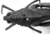 CollectionObject 1577227; 7332b74f-bd11-4711-ba48-ed3a8036178b: Image Carbonell, C.S. female head and pronotum, dorsal view (syntype). (CollectionObject).