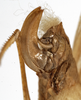 CollectionObject 1529753; 8392cf3e-a857-47a7-a025-c7c2e92e4284: female subgenital plate (holotype). (CollectionObject).