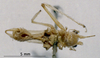 CollectionObject 1503157; a1cae345-b50b-474c-aebd-484673ded7e0: male, ventral view (syntype). (CollectionObject).