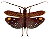 Ceratopompa festiva Karsch, 1890: Pl. 4, Fig. 3. female, dorsal view. (Otu).