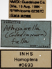 Other on Athysanella (Gladionura) falla Blocker & Johnson, 1990: Labels. (Observation).
