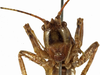 CollectionObject 1530617; de883d89-73fd-421a-b272-4b246b28f80b: female, frontal view (syntype of Anthracites kilimandjaricus). (CollectionObject).
