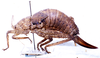 CollectionObject 1532859; NMW 3226183, bdf04399-7111-4b32-b4a9-645444f86e6a: female, lateral view. (CollectionObject).
