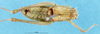 CollectionObject 1507231; 297dd155-6cbe-4a25-92d6-e517f80e40be: male, dorsal view (paratype). (CollectionObject).