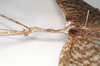 CollectionObject 1557437; NHMUK(SF IMPORT DUPLICATE) 844931, 73dc58a5-5d8b-4a78-8895-2413608daed1: copyright Natural History Museum, London. male: head and thorax, lateral view of synonym Bactrododema lugardi (holotype). (CollectionObject).