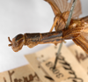 CollectionObject 1560319; badd2630-f1c6-420d-94ff-77ab12adcf7a: copyright ZMHB, Berlin. female: head & thorax, lateral view (paralectotype). (CollectionObject).