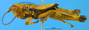 CollectionObject 1505379; 2b7a71fc-f8e4-491b-9da0-88cc411db8fc: male, lateral view (syntype). (CollectionObject).