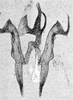 Other on Erythridula harpax (Beamer, 1930): Aedeagus, connective, and styli. (Observation).