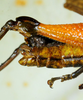 CollectionObject 1498827; b4f7727e-1f33-4456-9479-f8b186356cc6: 2012. male, hind tibiae and abdomen, lateral view. (CollectionObject).