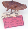CollectionObject 1525986; 847697b4-3c2a-4e96-8a08-774bebad53eb: female, lateral view (allotype). (CollectionObject).