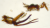 Aedeagus, lateral view on Bhatia Distant, 1908 nsp 841792: (Observation).