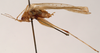 CollectionObject 1534526; 6066b610-356e-42e4-ad35-3087b1beee45: male, lateral view (holotype). (CollectionObject).