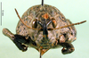 CollectionObject 1502608; d375a82f-7ff3-4527-9a8c-064f4323f997, DORSA BA000440S02: female, frontal view (allotype of Nocaracris cyanipes tristis). (CollectionObject).