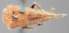 Habitus, dorsal view: !! display not done !! on Stictocephala sanguinoapicalis Goding, 1893: (Observation).