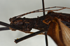CollectionObject 1561461; 1d77f75d-7c03-42e0-8087-c393aa10e6dc: copyright USNM, Washington. (CollectionObject).