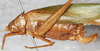 CollectionObject 1566586; 4944d154-2423-45b9-8370-1ee93ee723e1: female, lateral view (syntype). (CollectionObject).