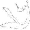 Aedeagus, lateral view on Edwardsiana bilirata Dworakowska, 1971: Aedeagus, lateral view. (Observation).