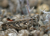 Calliptamus plebeius plebeius (Walker, 1870): individual from La Palma (Canary Islands, Spain). (Otu).