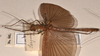 CollectionObject 1557574; 242ab01e-8269-42d4-896a-9541a67500c1: copyright OUMNH. female, lateral view of Necroscia sangarius (lectotype). (CollectionObject).