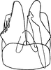 Subgenital plate, ventral view on Arboridia (Arboridia) remmi (Vilbaste, 1968): Pygofer ventral appendages, ventral view. (Observation).