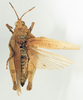 CollectionObject 1535529; 862c7d96-6fd4-4214-b76b-e60ee36b0e14: female, dorsal view (holotype of Chrotogonus brevis). (CollectionObject).
