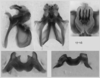 male genitalia. Depicts Melanoplus payettei Hebard, 1936, an Otu.