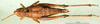 CollectionObject 1501789; 90b30c32-16a5-4a96-baf7-b29902f529e9: female, dorsal view (allotype). (CollectionObject).