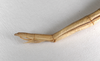 CollectionObject 1563526; 48b45ff4-81f4-4862-b8ca-319da5cb05fc: copyright ZMHB, Berlin. female: end of abdomen, lateral view (syntype). (CollectionObject).